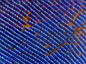 Blue iridescent scales of a Nymphalid butterfly (Epiphile orea) magnified 11x, deceased
