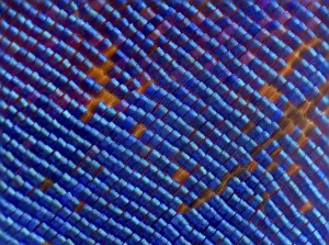 Blue iridescent scales of a Nymphalid butterfly (Epiphile orea) magnified 11x, deceased