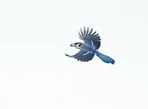 2020 Christmas Highlights Gallery: Blue jay (Cyanocitta cristata) in flight carrying an acorn that it will cache for winter