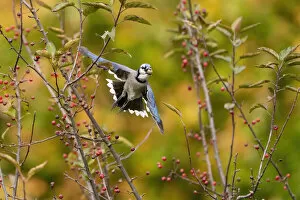 Images Dated 9th September 2020: Blue jay (Cyanocitta cristata) in flight carrying an acorn that it will cache for winter