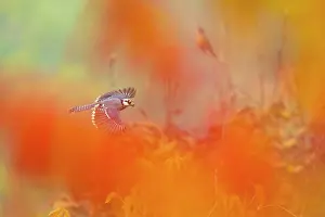 Cyanocitta Cristata Prints: Blue Jay (Cyanocitta cristata) in flight carrying an acorn