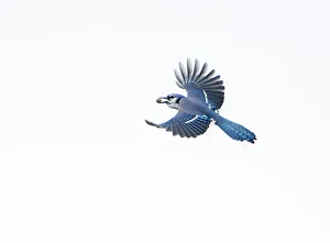 2020 Christmas Highlights Prints: Blue jay (Cyanocitta cristata) in flight carrying an acorn that it will cache for winter