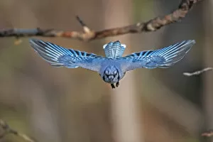 Acadia National Park Gallery: Blue jay (Cyanocitta cristata) flying, head on, Acadia National Park, Maine, USA. May