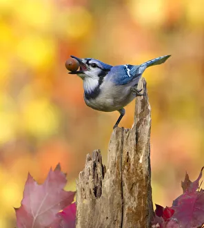 Blue jay (Cyanocitta cristata) holding an acorn in its bill whilst perched on tree stump, with autumn foliage, New York, USA, October