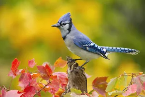 Blue jay (Cyanocitta cristata) perched amongst autumn foliage, New York, USA, October