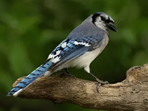 Corvidae Prints: Blue jay (Cyanocitta cristata) perched on branch in garden