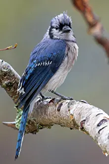 Corvidae Prints: Blue jay (Cyanocitta cristata) perched on branch in the rain