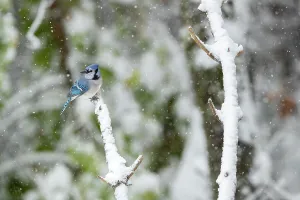 Christmas Prints: Blue jay (Cyanocitta cristata) perched on branch in woodland edge in snowstorm