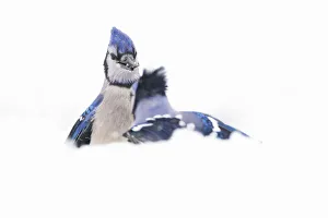 Blue jays (Cyanocitta cristata) confrontation in snow, April 2020. New York State, USA