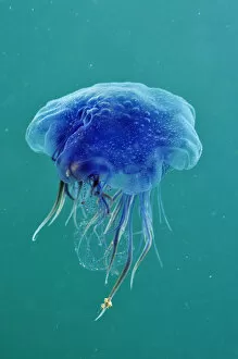 Images Dated 25th May 2012: Blue jellyfish (Cyanea lamarckii), feeding on small plankton, Lundy Island Marine Conservation Zone