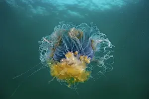 Underside Prints: Blue jellyfish (Cyanea lamarckii) outstretched showing tenticles and underside of bell