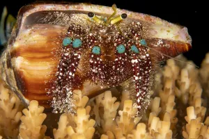 Blue knee hermit crab (Dardanus guttatus) prefers shells with narrow openings such as Blue knee hermit crab (Dardanus guttatus) prefers shells with narrow openings such as