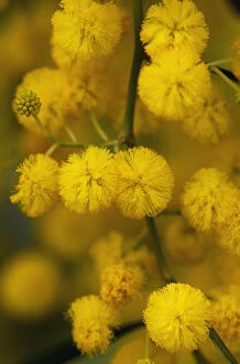 Images Dated 8th April 2009: Blue leaf wattle (Acacia cyanophylla) close-up of flowers, Limassol, Cyprus, April 2009