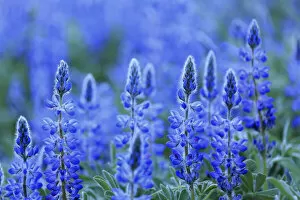 Blue Collection: Blue lupin (Lupinus angustifolius) Sierra de Grazalema Natural Park, southern Spain, May