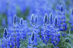 Colour Prints: Blue lupin (Lupinus angustifolius) Sierra de Grazalema Natural Park, southern Spain, May