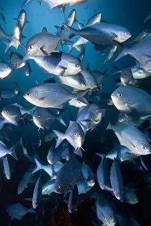 Images Dated 8th February 2013: Blue Maomao (Scorpis violaceus) shoal, Poor Knights Islands, New Zealand, February