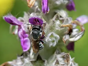 Labiatae Prints: Blue mason bee (Osmia caerulescens) female