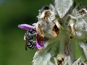 Labiatae Prints: Blue mason bee (Osmia caerulescens) female