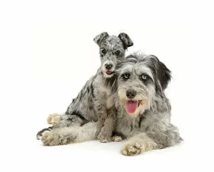 Blue merle Cadoodle and mutt pup resting