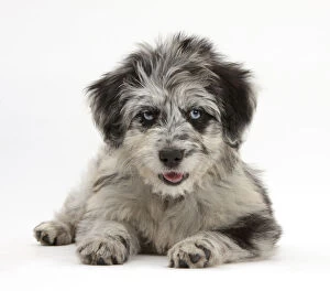 Images Dated 10th June 2014: Blue merle Collie and Poodle Cadoodle puppy