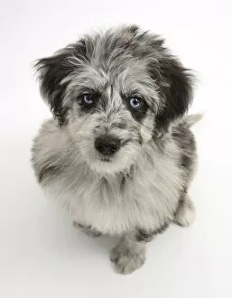 Blue merle Collie x Poodle Cadoodle puppy looking up