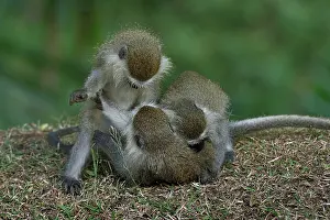 Uganda Prints: Three Blue monkey (Cercopithecus mitis) juveniles, playing, Uganda