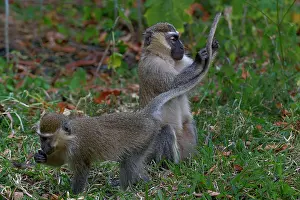 Grooming Prints: Two Blue monkeys (Cercopithecus mitis) allogrooming, Uganda