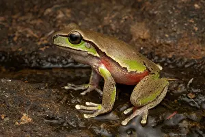 Hylidae Prints: Blue Mountains tree frog (Litoria citropa) portrait