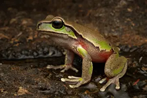 Hylidae Prints: Blue Mountains tree frog (Litoria citropa) portrait