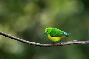 Fringillidae Prints: Blue-naped chlorophonia (Chlorophonia cyanea psittacina) perched on branch