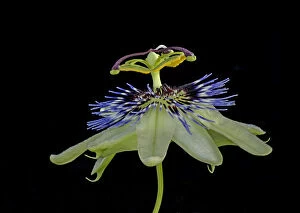 Images Dated 31st May 2019: Blue passionflower (Passiflora caerulea). Flower is pollinated by larger bees. Focus stacked