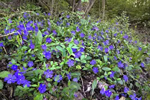 Piedmont Prints: Blue periwinkle (Vinca major) in flower in a country garden, Ovada, Piedmont, Italy. April