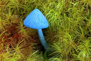 Mushroom Prints: Blue pinkgill / Sky-blue mushroom (Entoloma hochstetteri) portrait