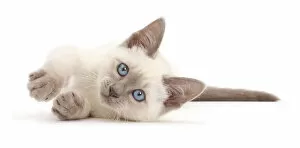 Images Dated 14th July 2016: Blue-point kitten lying on her side