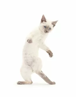 Blue-point kitten playing, standing on hind legs