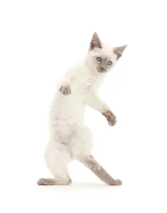 Images Dated 14th July 2016: Blue-point kitten playing, standing on hind legs