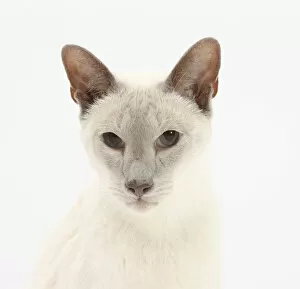 Blue point Siamese cat, Jacob, 9 years