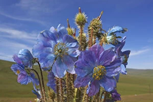 2018 March Highlights Gallery: Blue poppy (Meconopsis horridula) Sanjiangyuan National Nature Reserve, Qinghai