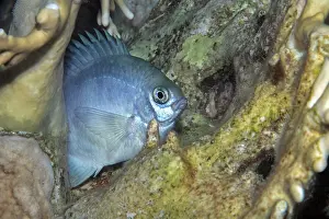 Dameselfishes Prints: Blue puller (Chromis caerulea) on reef at night