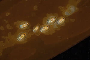 Marine Life of the Channel Islands by Sue Daly Gallery: Blue-rayed limpet (Patella pellucida) Guillaumesse, Sark, British Channel Islands