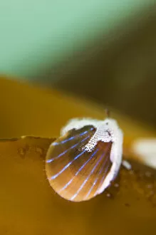 Blue rayed limpet (Patina / Ansates pellucida) with Sea-mat / Lacy crust bryozoan