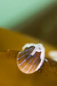 Images Dated 3rd October 2008: Blue rayed limpet (Patina / Ansates pellucida) with Sea-mat / Lacy crust bryozoan
