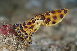 Octopus Prints: Blue-ringed octopus (Hapalochlaena lunulata) moving over the seabed
