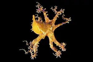 Tentacle Prints: Blue-ringed octopus (Hapalochlaena lunulata) swimming just above the seabed at night