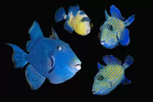 Blue / Rippled triggerfish (Pseudobalistes fuscus), adult and three juveniles, composite image on black background