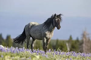 A blue roan stallion stands in the flowers in the Pryor Mountains of Montana