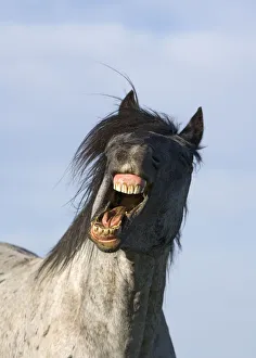 Blue Roan Wild Stallion yawning {Equus caballus} Pryor Mountains, Montana, USA