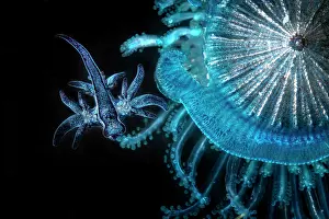 Portugal Prints: Blue sea slug (Glaucus atlanticus) juvenile
