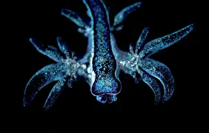 Iridescence Prints: Blue sea slug (Glaucus atlanticus) juvenile, portrait, Portugal, Atlantic Ocean