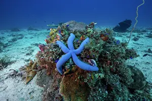 Sea Star Prints: Blue sea star (Linckia laevigata) resting on coral